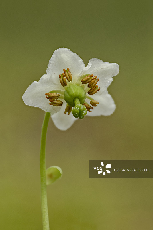 生长在林地地表的单花鹿药（Moneses uniflora）。萨瑟兰郡巴尔布莱尔森林。图片素材