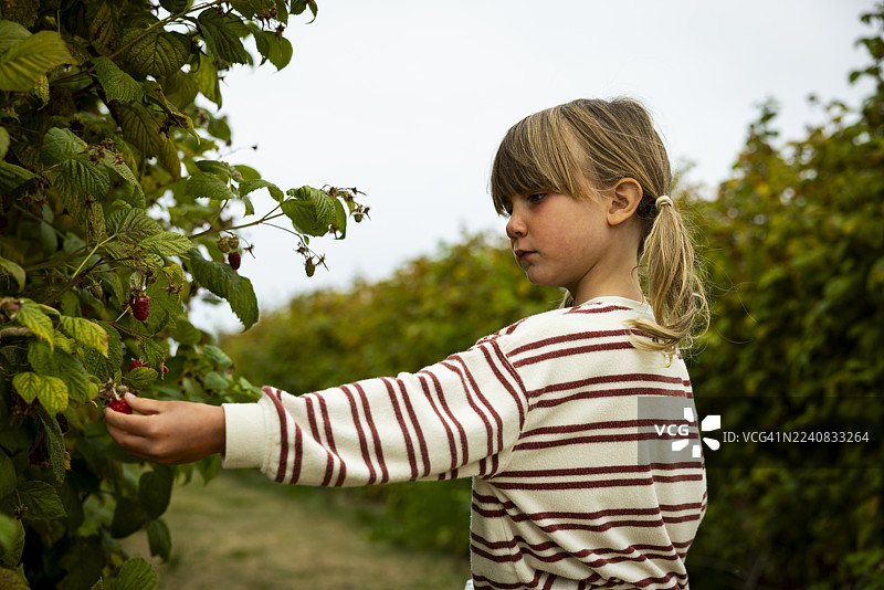 一个小女孩正在采摘新鲜的U-pick浆果图片素材
