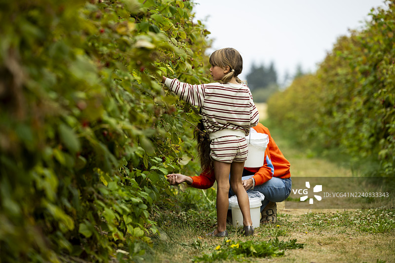 一位母亲和女儿正在采摘新鲜的自采浆果图片素材