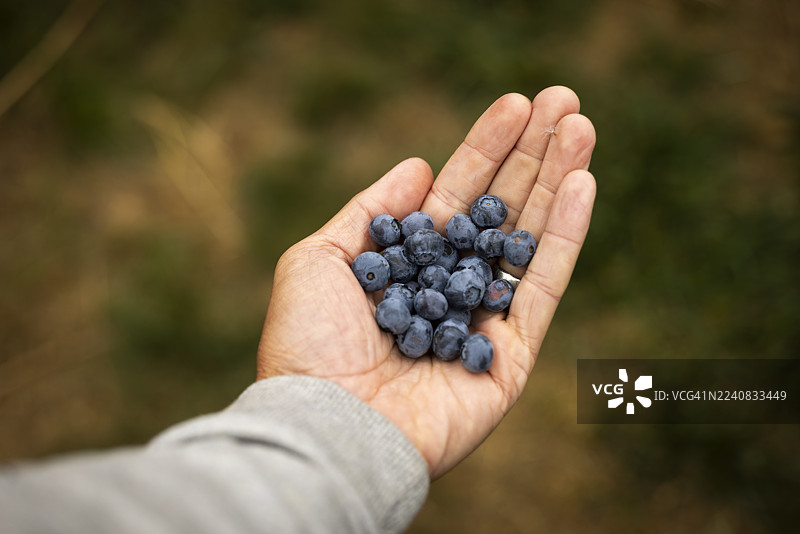 一双拾起蓝莓丛中新鲜蓝莓的手图片素材