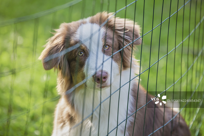 年轻的澳大利亚牧羊犬，红陨石色，在栅栏后，狗的肖像，户外图片素材