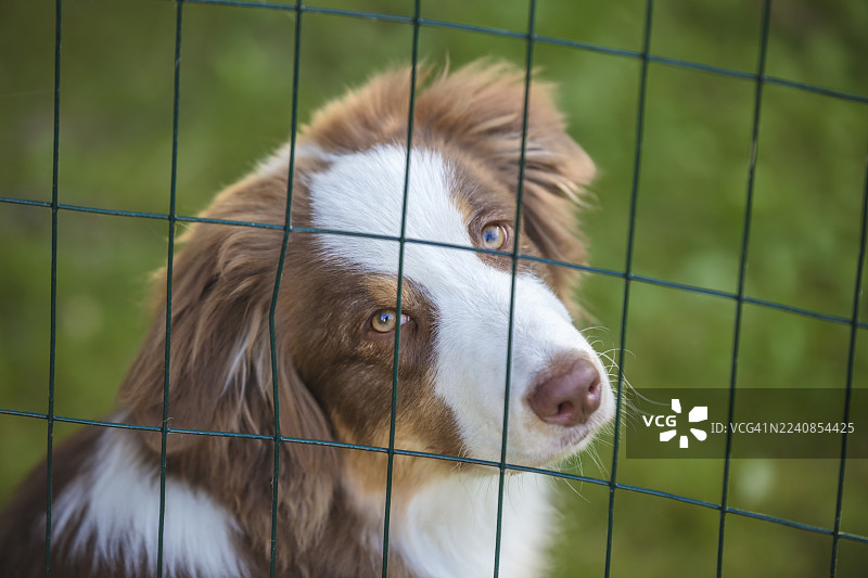 年轻的澳大利亚牧羊犬，红陨石色，在栅栏后面，狗狗肖像，户外图片素材