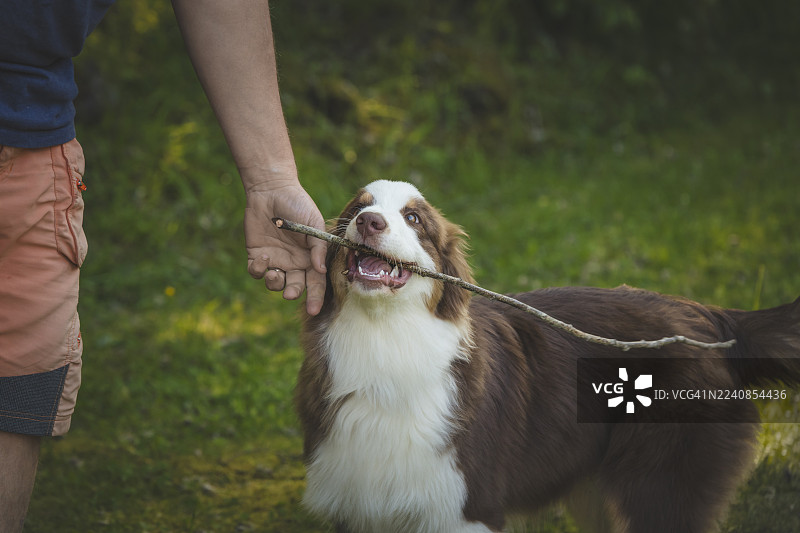 年轻的澳大利亚牧羊犬，红陨石色，与宠物训练师在一起，小狗啃咬木棍，宠物肖像，宠物主人，户外图片素材
