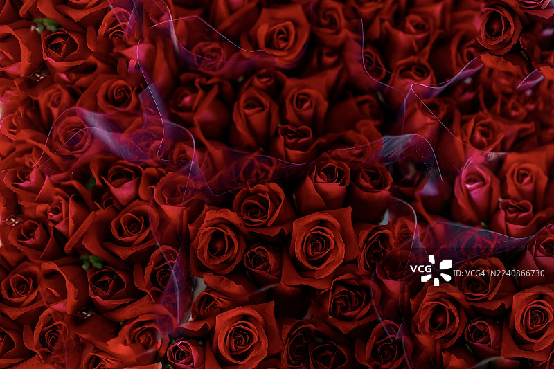 纽伦堡市花市的彩色鲜花图片素材