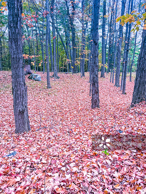 秋天的落叶，格兰特小屋州立历史遗址，甘塞沃尔特图片素材