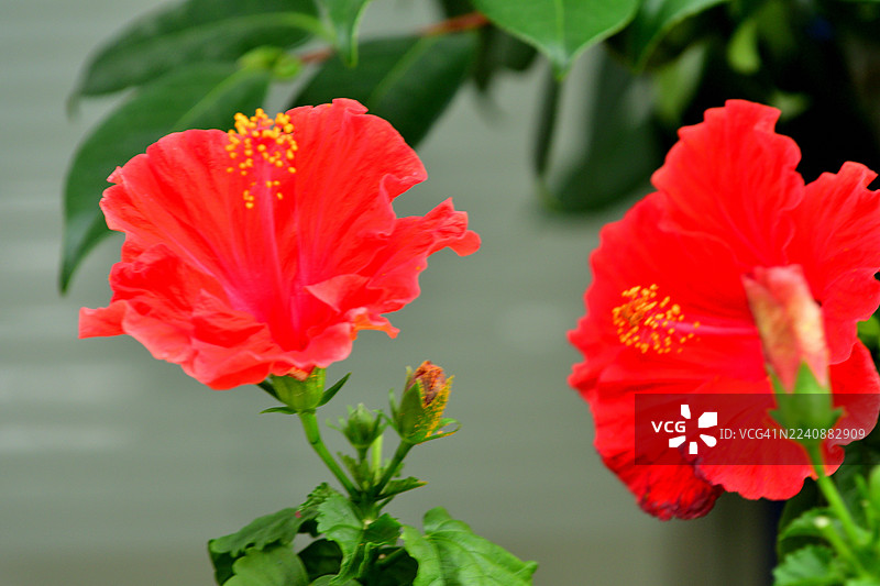 芙蓉花：色彩鲜艳、硕大显眼、呈喇叭状的花朵图片素材