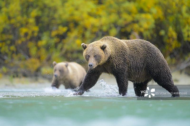 棕熊母熊和幼崽在寻找鲑鱼图片素材
