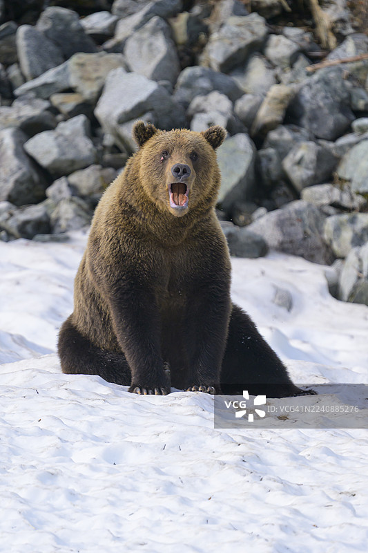 棕熊在雪地里打哈欠图片素材