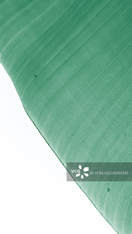 特写镜头下的绿色叶子纹理，带有叶脉，适用于自然、植物和背景设计。图片素材