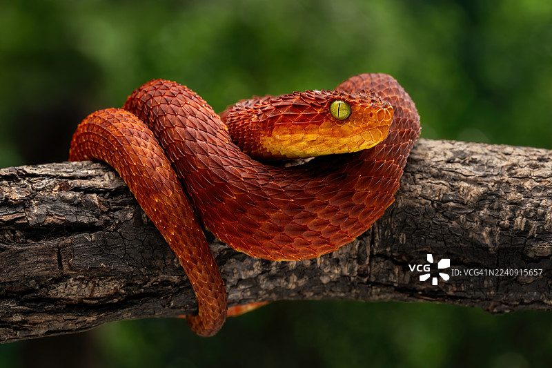 变种丛林蝰蛇图片素材