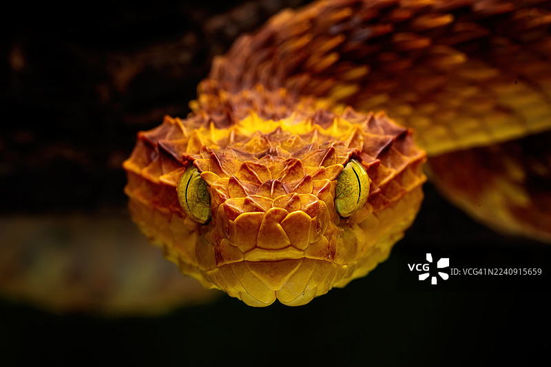 变种树蝰图片素材