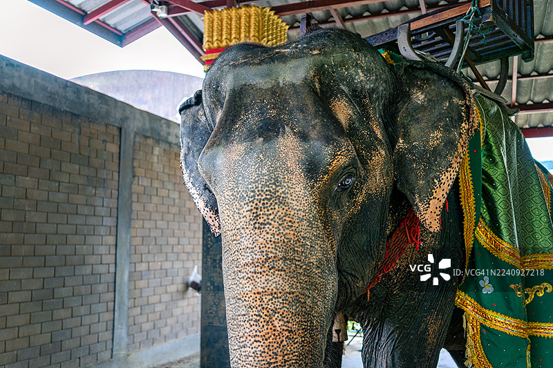 一头大象戴着绿色和金色的装饰布，背上载着马鞍，平静地站在大象营地的围场内，展现了传统旅游风貌。图片素材