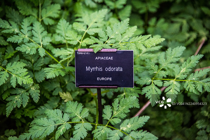 Myrrhis odorata (甜茴香) 识别标签，切尔西图片素材