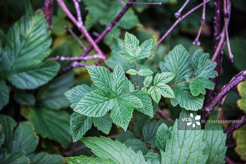 春日里，像榆树叶一样的绣线菊新叶图片素材