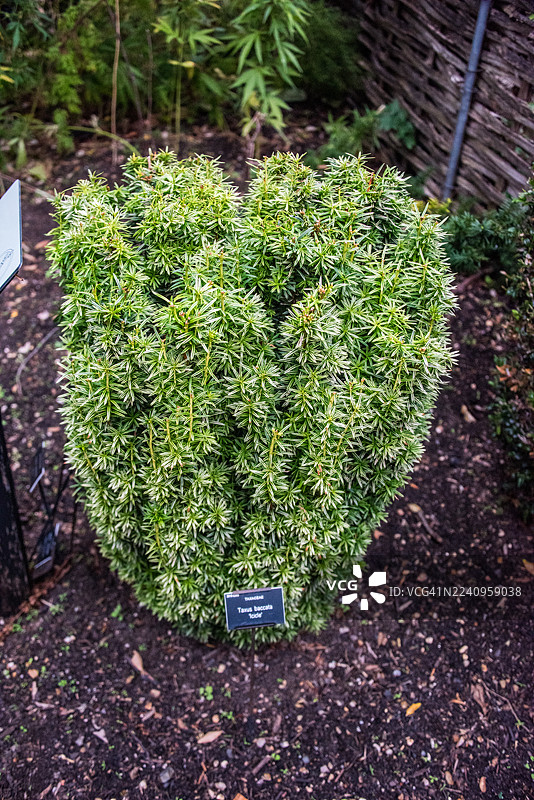 英国伦敦，‘Icicle’欧洲红豆杉（Taxus baccata ‘Icicle’）紧凑的柱状造型图片素材