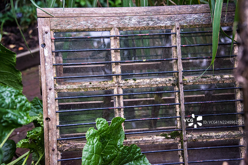 伦敦，密植植物丛中的沃迪安温室图片素材