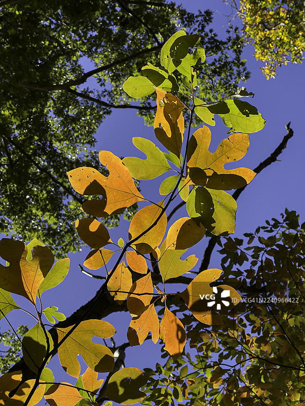 秋日缤纷的黄樟叶 II图片素材