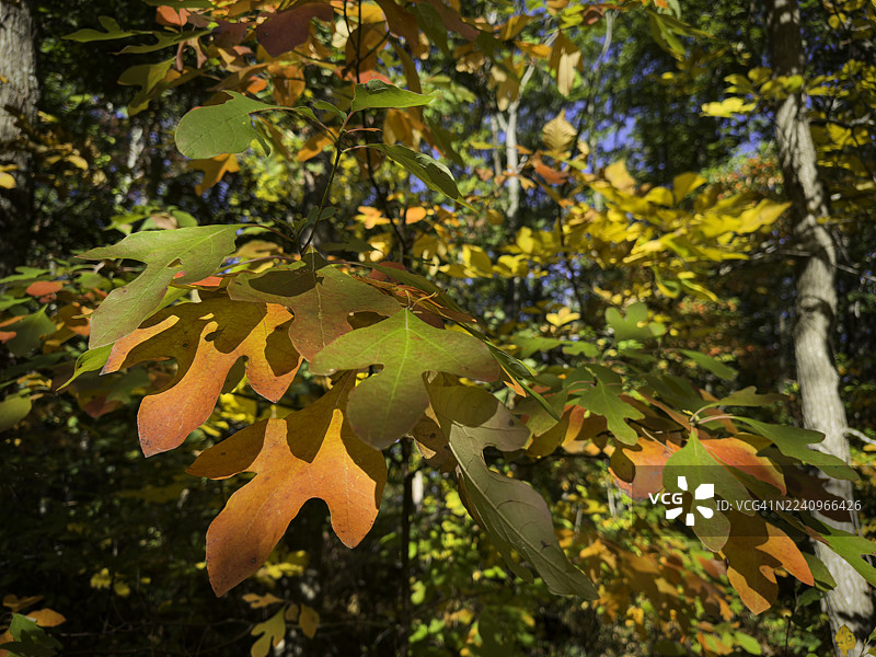 秋天的萨萨弗拉斯树图片素材