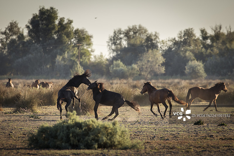 日出时奔跑、打斗和玩耍的野马图片素材