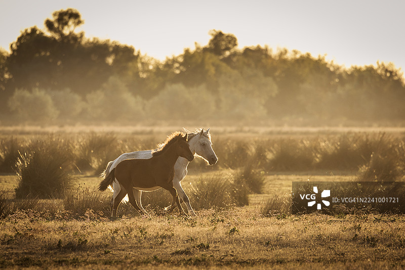 日出时奔跑、打斗和玩耍的野马图片素材