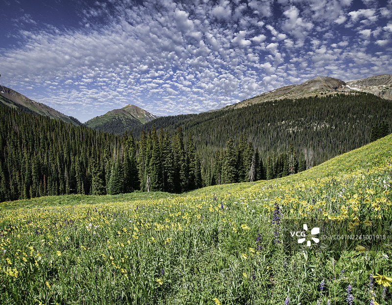 科罗拉多州的山脉和野花图片素材