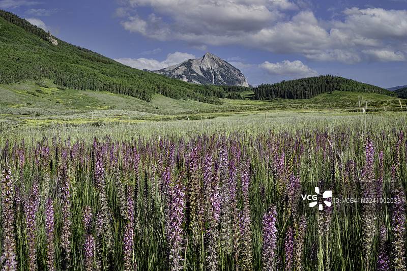 克雷斯特德比特山与野火草花图片素材
