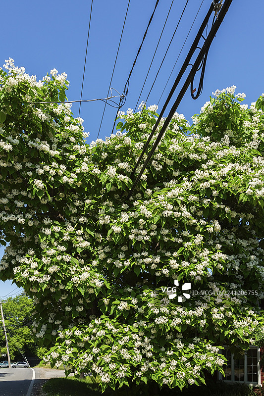早夏时节,在加拿大魁北克省,梓树(Catalpa speciosa)生长穿过住宅区的电力、电话和互联网线路。图片素材