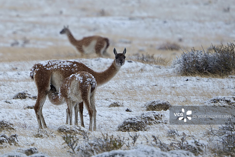 南美智利巴塔哥尼亚百内国家公园的雪地里的原驼(Llama guanicoe),雌性正在哺乳幼崽,图片素材