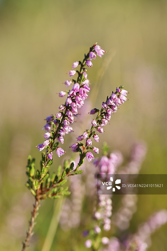 石楠花（Calluna vulgaris），石楠，特鲁帕赫海德自然保护区，锡根，北莱茵-威斯特法伦州，德国图片素材