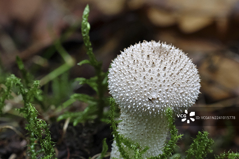 瓶状马勃菌，瓶状马勃菌，瓶状牛肝菌，瓶状牛肝菌（Lycoperdon perlatum, Lycoperdon gemmatum），秋季，威尔恩斯多夫，北莱茵-威斯特法伦州，德国图片素材