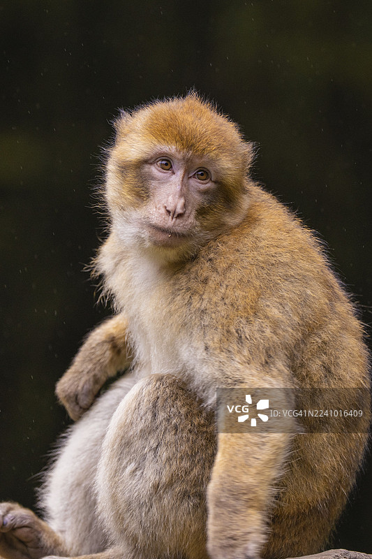 一只沉思的猴子坐在德国康士坦茨湖区阿芬贝格塞勒姆的自然环境中，看向一旁。图片素材