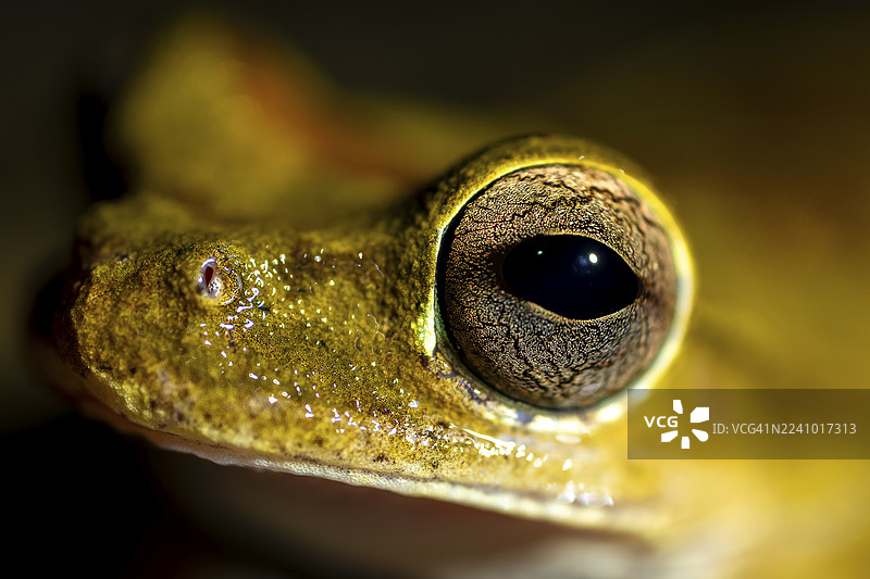 哥斯达黎加面具树蛙（Smilisca phaeota）在水中，肖像，夜晚，哥斯达黎加蓬塔雷纳斯省图片素材