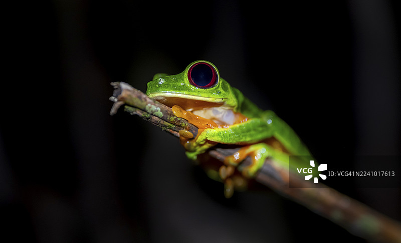 红眼树蛙(Agalychnis callidryas)夜间栖息在树枝上,位于哥斯达黎加蓬塔雷纳斯省。图片素材