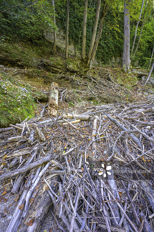 奥地利下奥地利州普尔格施塔尔-安德尔劳夫的埃尔劳夫峡谷中的浮木图片素材