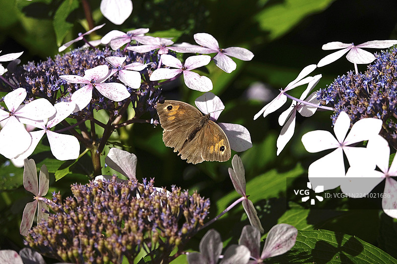 蝴蝶草甸棕色，夏季，德国图片素材