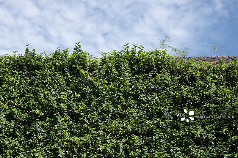 绿叶的纹理全画幅，与蓝天背景的逼真无缝背景图片素材