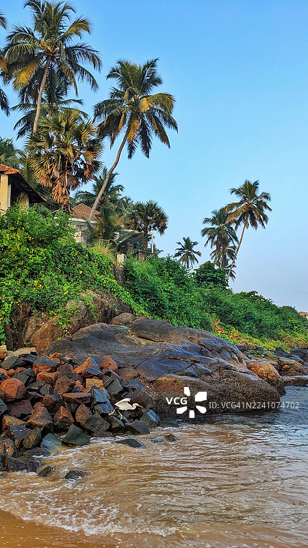 蓝天下的海边，棕榈树和一只白色小鸟映衬着岩石海岸的风景图片素材