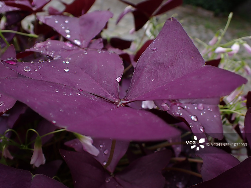 雨后，三叶酢浆草鲜艳的紫色叶片上闪耀着晶莹的雨滴，展现了大自然的勃勃生机。图片素材