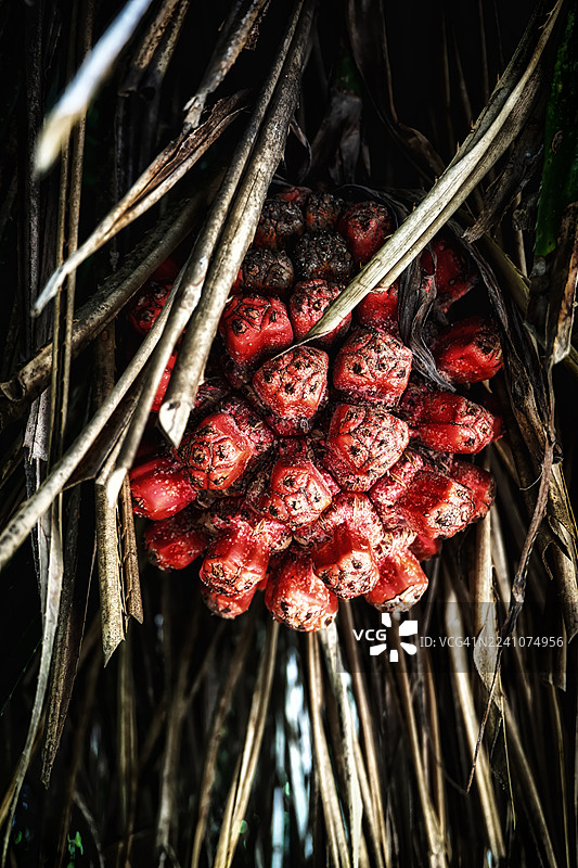 特写镜头下，植物上簇拥着鲜红的果实，周围散落着干枯的叶子，展现出自然的纹理和图案。图片素材