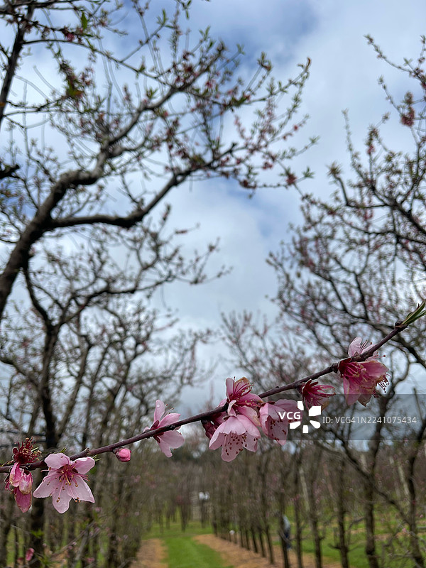 春天里果园里树枝上鲜艳的粉色樱花特写图片素材