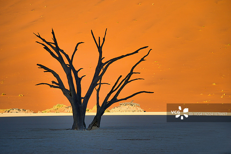 纳米比亚苏丝斯黎沙漠，日出时分，枯树的戏剧性剪影与橙色沙丘图片素材