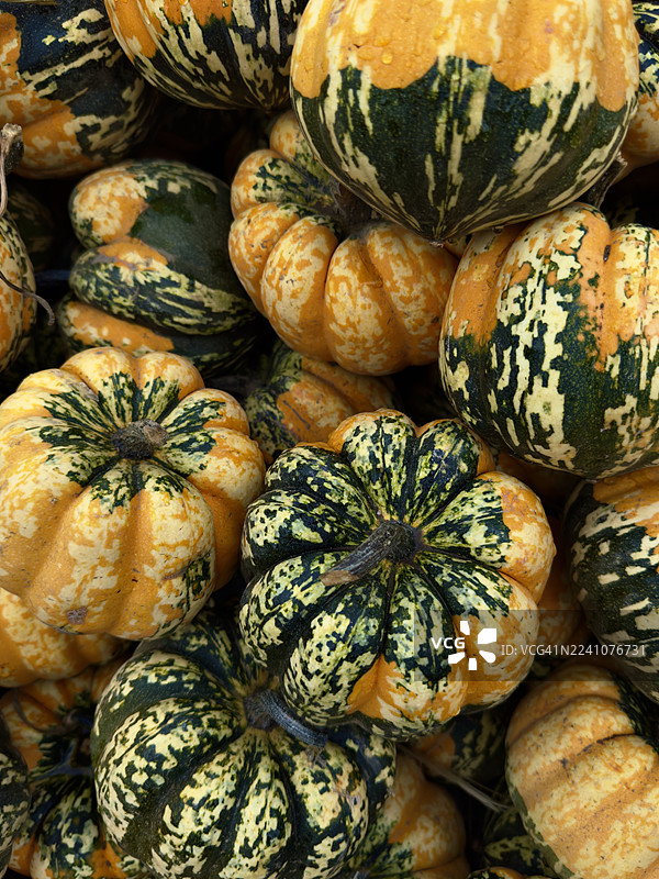市场出售的装饰性葫芦和南瓜的鲜艳全景特写，展示了它们独特的图案和色彩图片素材
