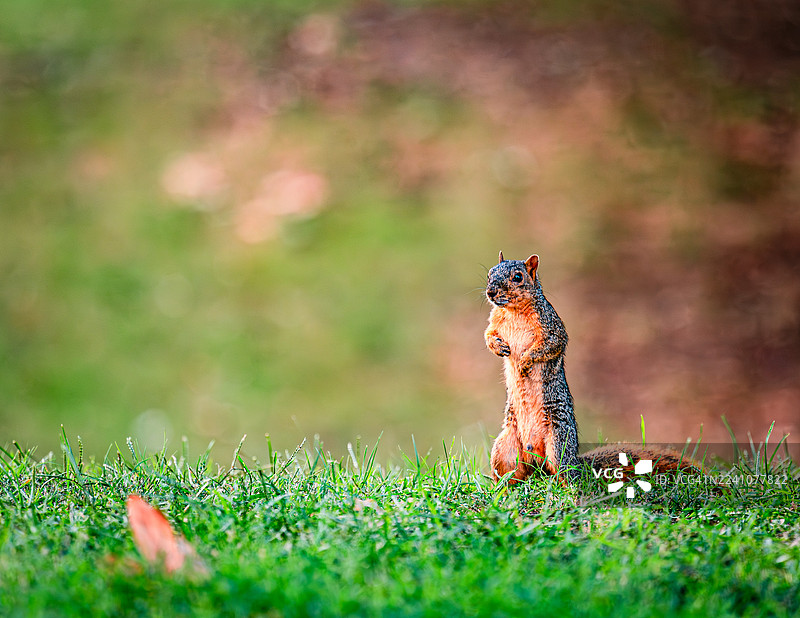 一只好奇的松鼠后腿站立，警惕地望向远方，身处一片生机勃勃的绿色草地。图片素材