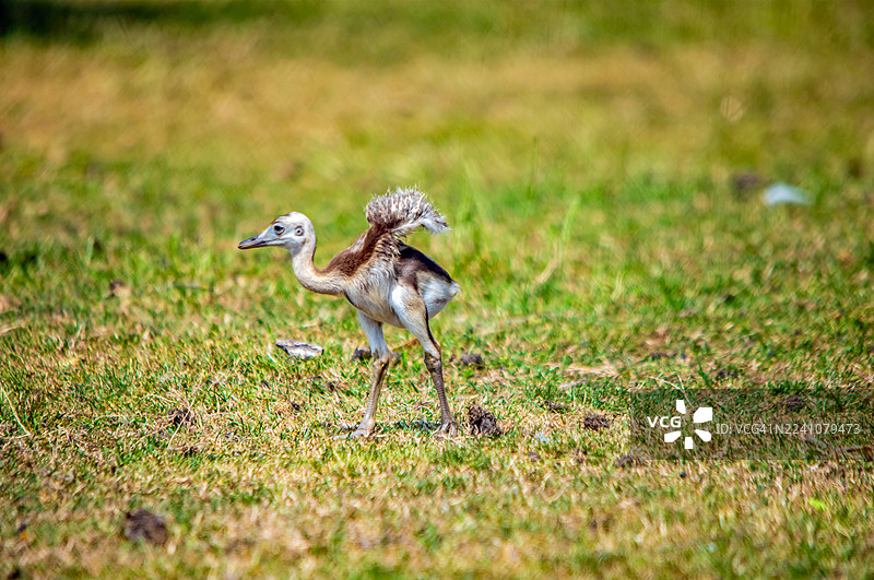 白昼光线下，一只年幼的鹨鸟在草地上行走的特写镜头。图片素材