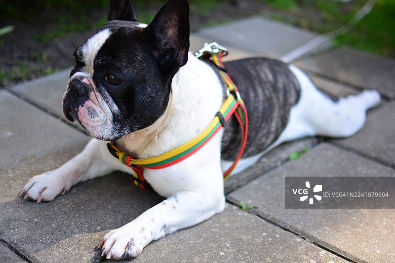 特写镜头：一只法国斗牛犬，佩戴着色彩鲜艳的项圈，趴在户外的石板路上。图片素材