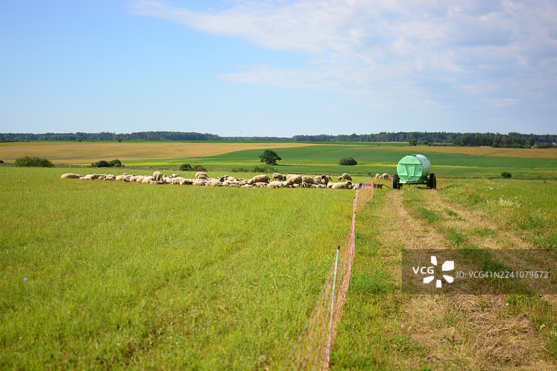 一群绵羊在一片广阔的绿色农田里吃草，天空湛蓝，远处有森林和一个绿色的水箱。图片素材