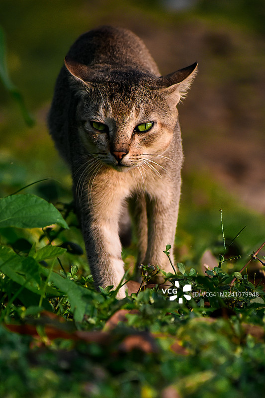 绿色草丛中，一只拥有锐利绿眼睛的猫正警惕地潜行，这是一幅充满张力的肖像。图片素材