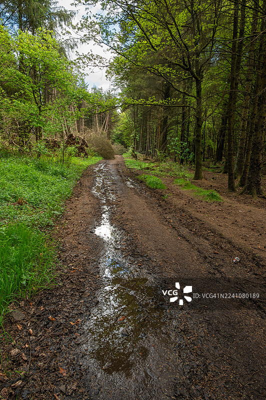 泥泞的林间小道，巨大的水坑倒映着天空和周围的树木，小道通往一片长满倒木的茂密林地。图片素材