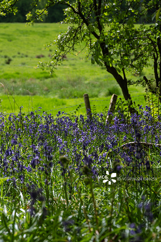 阳光沐浴的田野里盛开着生机勃勃的蓝铃花，背景是树木和栅栏，捕捉了春天的精髓和自然之美。图片素材
