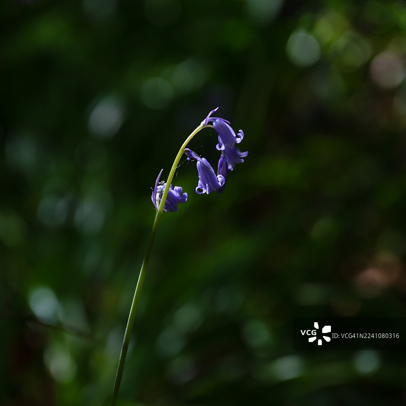 深色虚化自然背景下，一株精致的紫色开花植物与蜘蛛网的特写图片素材